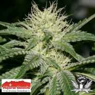 Alpine Seeds OG Kush Lemon Larry